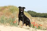 BEAUCERON 305